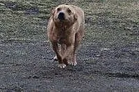 PESTKA - mała, roczna sunia szuka domu! ,  mazowie
