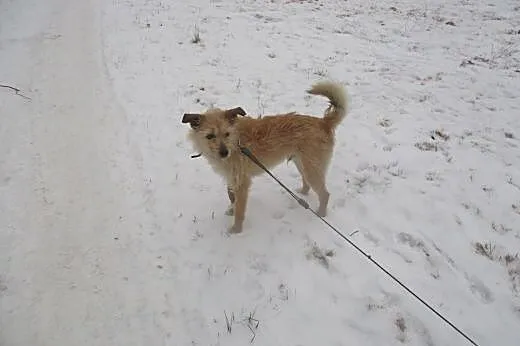 Reksio  mały , młody  idealny psiak,  dolnośląskie