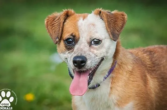 OTOZ Animals - Fiszka - mała, fajna suczka z wielkim duchem do adopcji, Pomorskie, Tczew