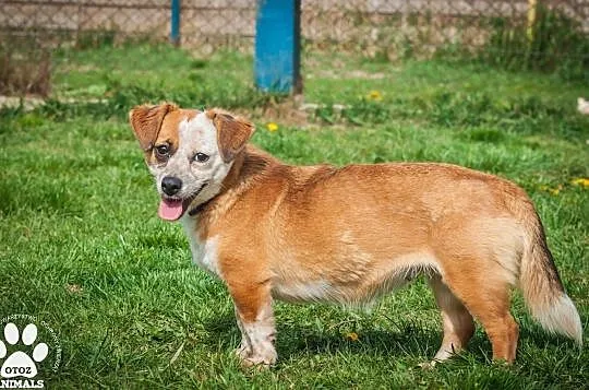 OTOZ Animals - Fiszka - mała, fajna suczka z wielkim duchem do adopcji, Pomorskie, Tczew