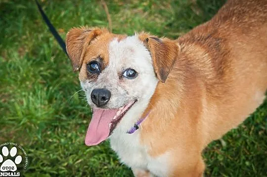 OTOZ Animals - Fiszka - mała, fajna suczka z wielkim duchem do adopcji, Pomorskie, Tczew