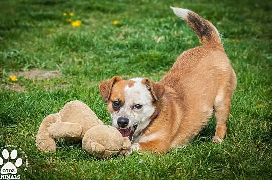 OTOZ Animals - Fiszka - mała, fajna suczka z wielkim duchem do adopcji, Pomorskie, Tczew