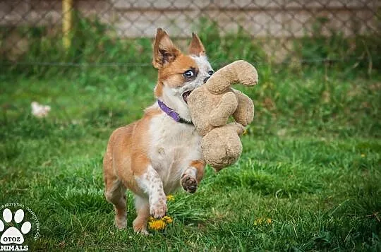 OTOZ Animals - Fiszka - mała, fajna suczka z wielkim duchem do adopcji, Pomorskie, Tczew