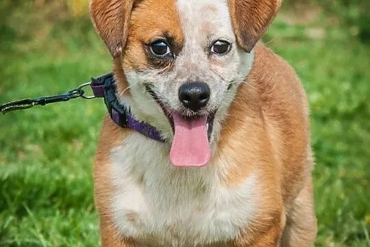 OTOZ Animals - Fiszka - mała, fajna suczka z wielkim duchem do adopcji, Pomorskie, Tczew