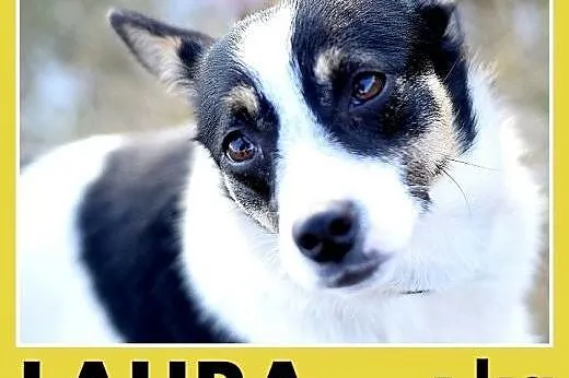 7kg,młoda,tulaśna,łagodna,towarzyska suczka LAURA.Adopcja,  dolnośląskie Wrocław