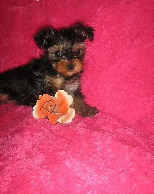 Yorkshire Terrier- urocze sunie, dolnośląskie Śro
