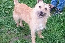 BEZIK - roczny psiak w typie cairn terrier szuka domu, mazowieckie Warszawa
