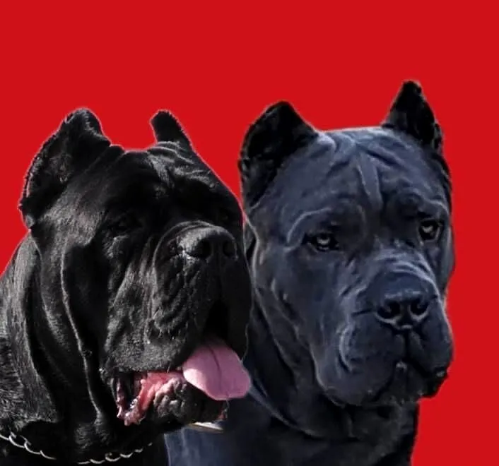 Cane Corso Ksin Fargo Fci, Kujawsko-pomorskie, Lipno