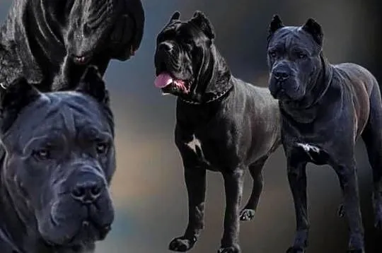 Cane Corso Ksin Fargo Fci, Kujawsko-pomorskie, Lipno