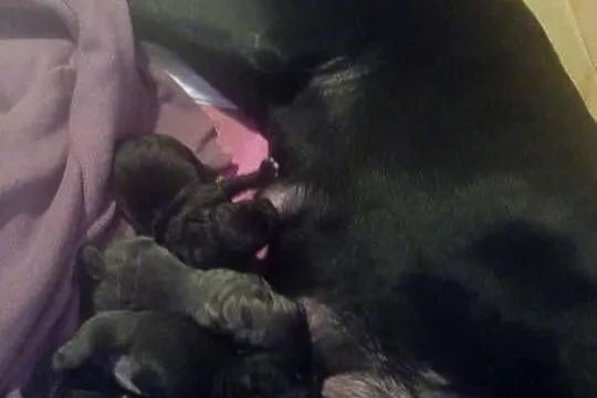 Cane Corso Ksin Fargo Fci, Kujawsko-pomorskie, Lipno
