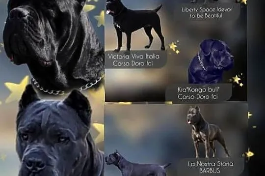 Cane Corso Ksin Fargo Fci, Kujawsko-pomorskie, Lipno