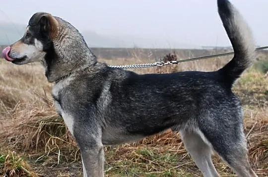 Baks młody, energiczny,łagodny pies ADOPCJA