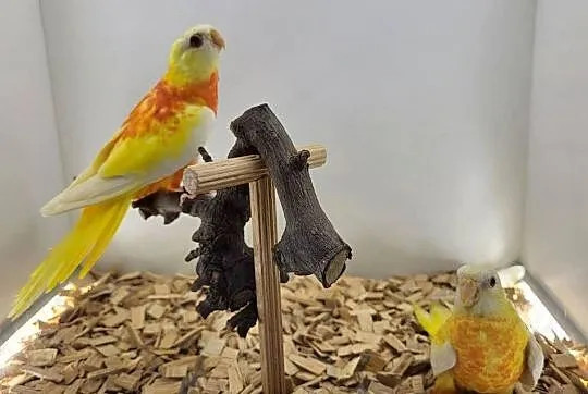 łąkówki wspaniałe