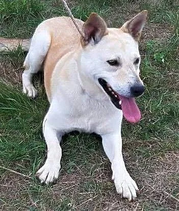 MANIA - kochana sunia traci czas za kratami schroniska, ADOPTUJ!, mazowieckie Warszawa, Mazowieckie, Warszawa