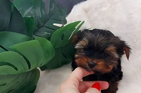 Piękny piesek yorkshire terrier