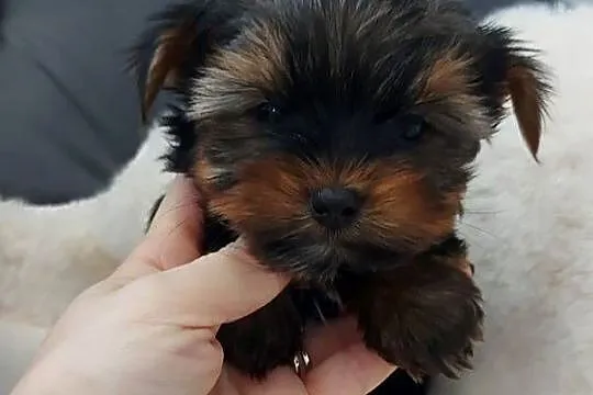 Piękny piesek yorkshire terrier, Dolnośląskie, Brzeg Dolny