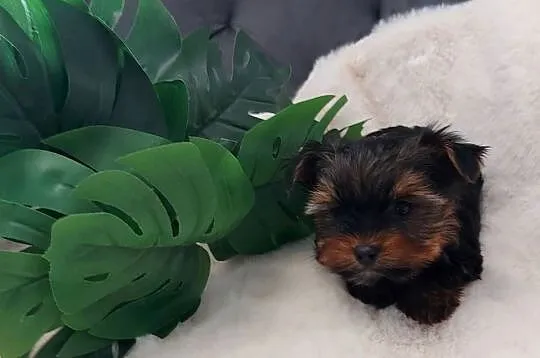 Piękny piesek yorkshire terrier, Dolnośląskie, Brzeg Dolny