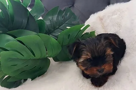 Piękny piesek yorkshire terrier, Dolnośląskie, Brzeg Dolny