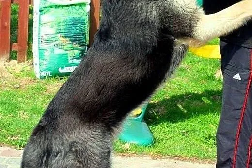 Tajfun młodziutki fajny psiak który po śmierci opi