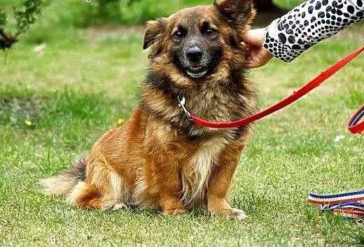 Shermie nie radzi sobie w schronisku..., kujawsko