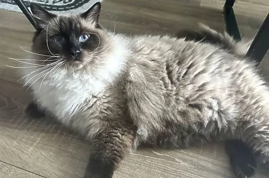 Roczny ragdoll z rodowodem szuka kochajacego domu (FPL), Mazowieckie, Warszawa