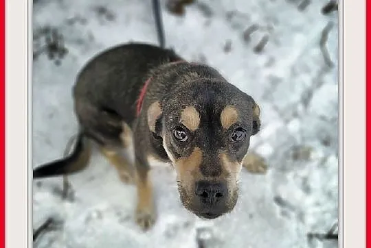 WILMA,7mies,średnia,łagodna,tulaśna suczka.ADOPCJA