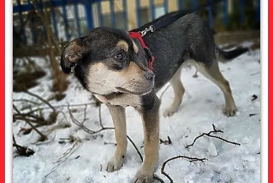WILMA,7mies,średnia,łagodna,tulaśna suczka.ADOPCJA, Łódzkie, Łódź