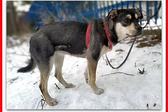 WILMA,7mies,średnia,łagodna,tulaśna suczka.ADOPCJA, Łódzkie, Łódź