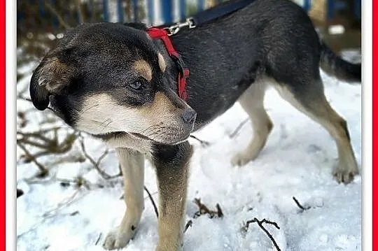 WILMA,7mies,średnia,łagodna,tulaśna suczka.ADOPCJA, Łódzkie, Łódź