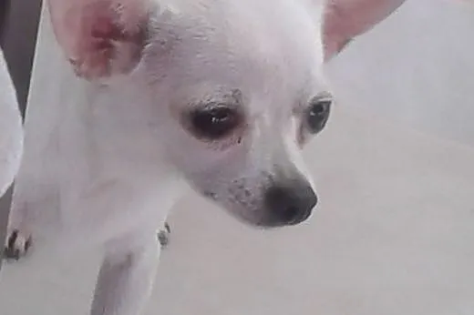 Chihuahua krótkowłosa.,  małopolskie Limanowa