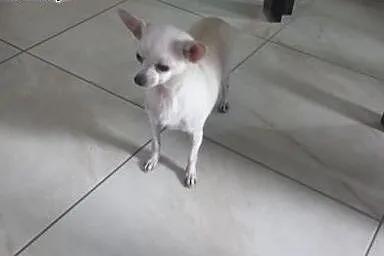 Chihuahua krótkowłosa.,  małopolskie Limanowa