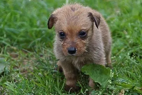Marysiątka - sześć maluchów do pilnej adopcji!,  ś