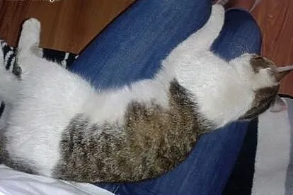 Kizia z budowy szuka domu,  lubelskie Lublin