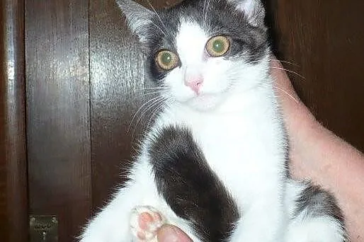 Jagódka