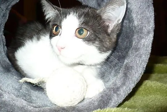Jagódka