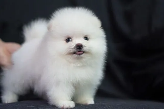 pomeranian szczenieta, Pomorskie, Gdańsk