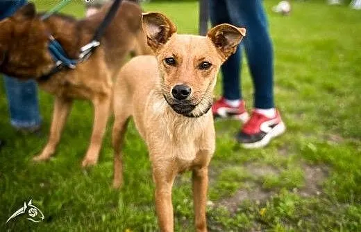 PEPA - nieduża, młoda, łagodna suczka do adopcji!