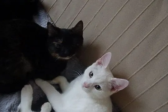 Gracja i Kredka, cudne kociaczki szukają domu!