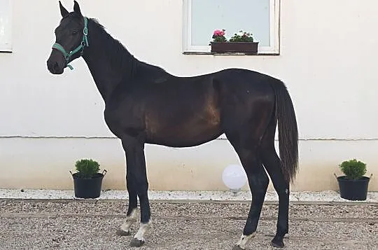 Sprzedam/zamienię Ogiera Conqueror (Sandor x Talent Charboniere)