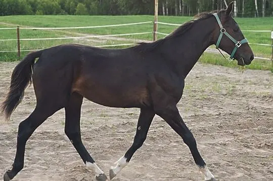 Sprzedam/zamienię Ogiera Conqueror (Sandor x Talent Charboniere), , Łobżenica