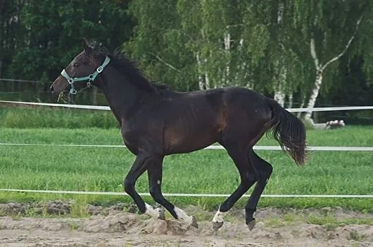 Sprzedam/zamienię Ogiera Conqueror (Sandor x Talent Charboniere), , Łobżenica