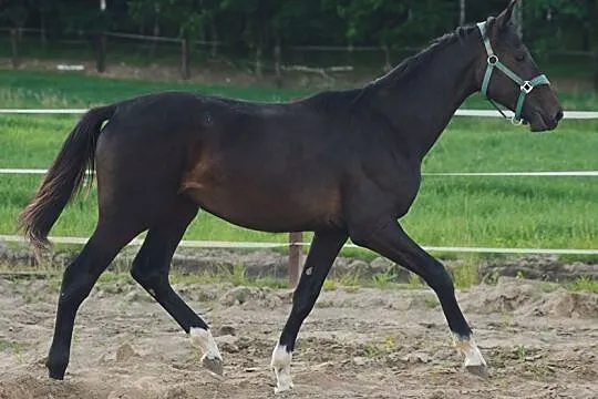 Sprzedam/zamienię Ogiera Conqueror (Sandor x Talent Charboniere), , Łobżenica