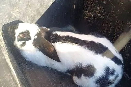 2 królice srokacz niemiecki w jednej cenie