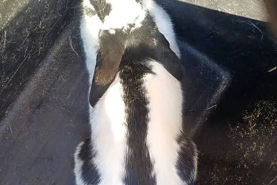 2 królice srokacz niemiecki w jednej cenie, Podkarpackie, Bączal Górny