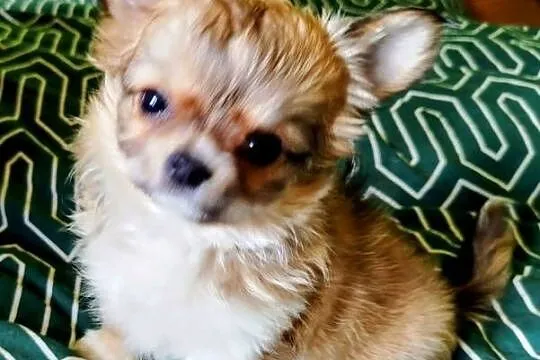 Maleńka sunia chihuahua, Wielkopolskie, Konin