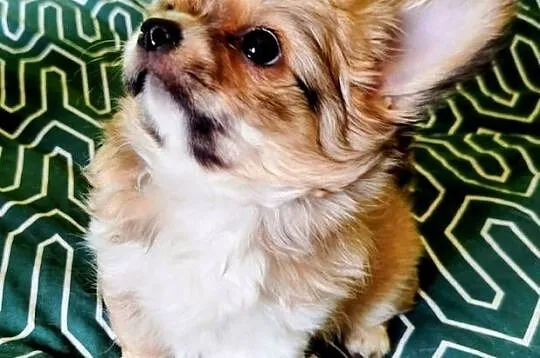 Maleńka sunia chihuahua, Wielkopolskie, Konin