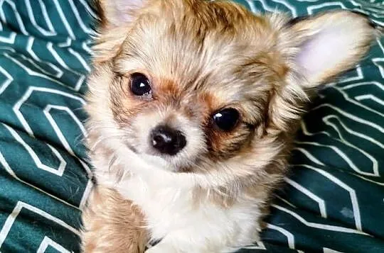 Maleńka sunia chihuahua, Wielkopolskie, Konin