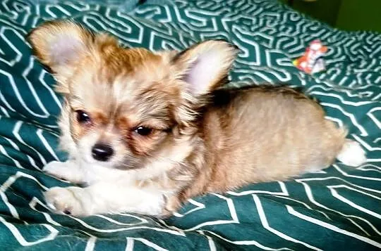 Maleńka sunia chihuahua, Wielkopolskie, Konin
