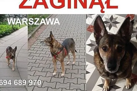 ZAGINĄŁ PIES- KARO,  mazowieckie Warszawa