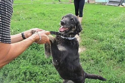 Drops fajny bardzo  grzeczny pies,  śląskie Bielsk